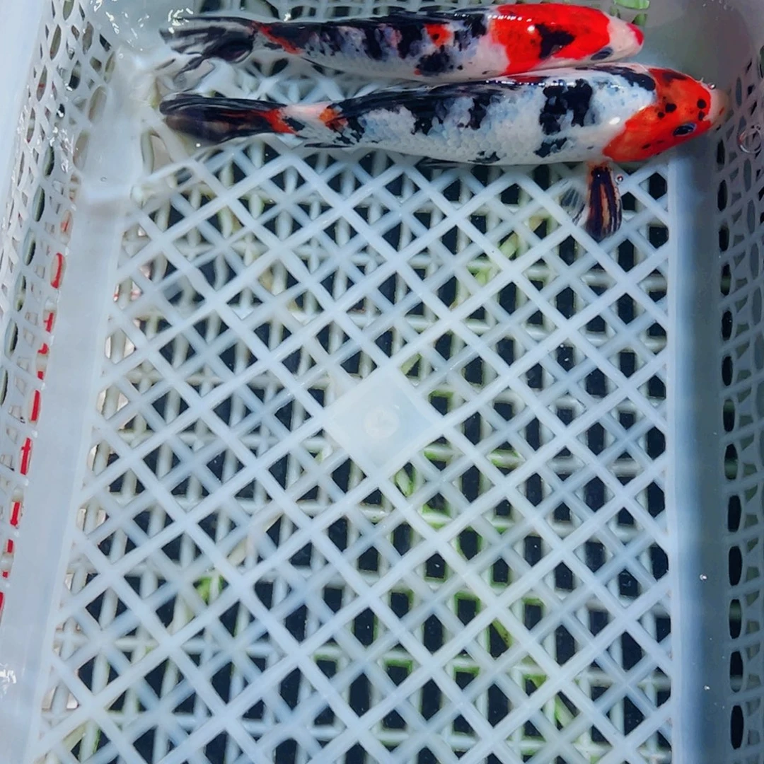 锦鲤锦鲤观赏鱼1111