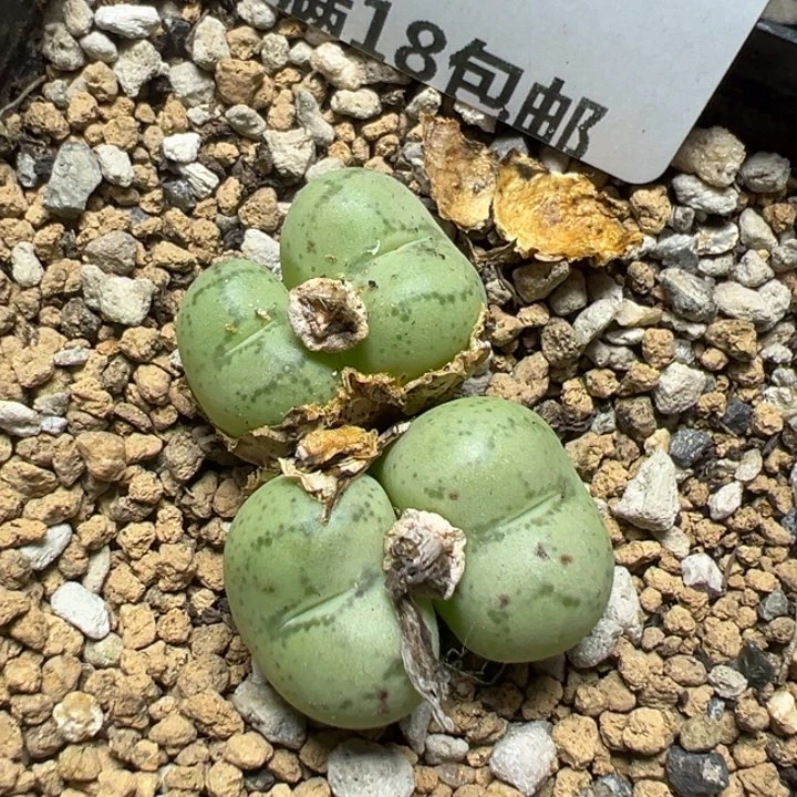 【闪购商品】343……