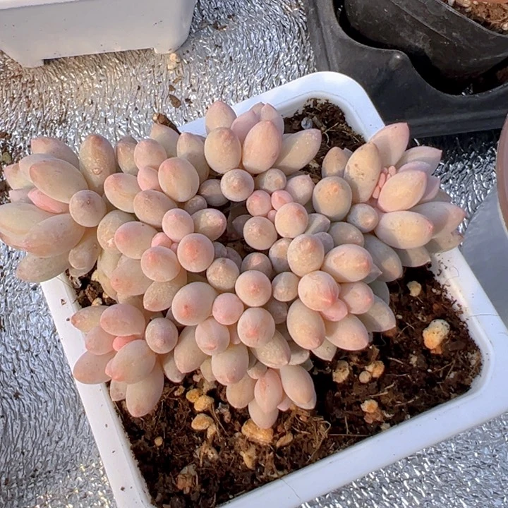 婴儿手指【一物一拍】两单包邮