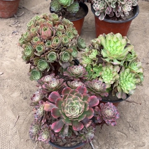 008多肉植物组合，