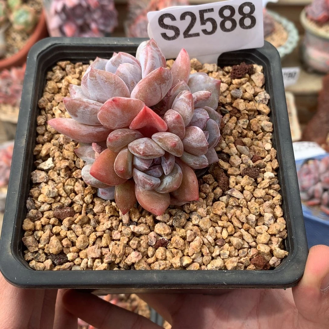 S2588 石榴籽群生 5头 有砍 7cm