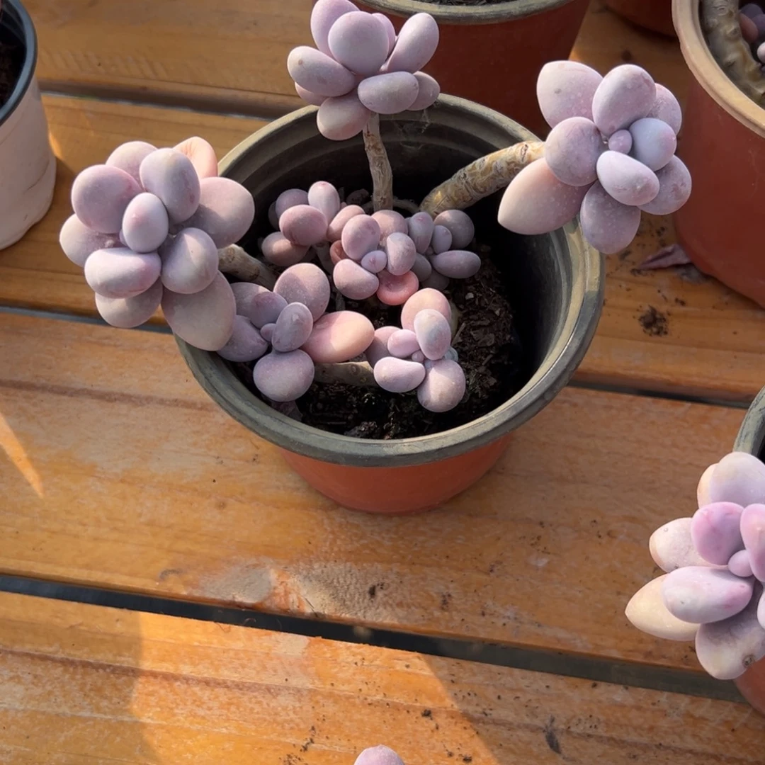 多肉植物小群桃蛋