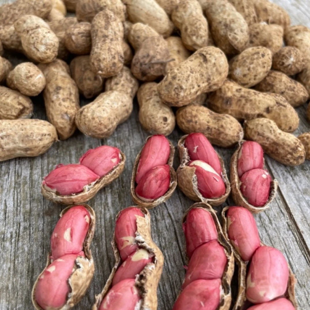 【水果甜花生二斤装】新鲜现挖带壳水果花生可水煮生吃口感甘甜