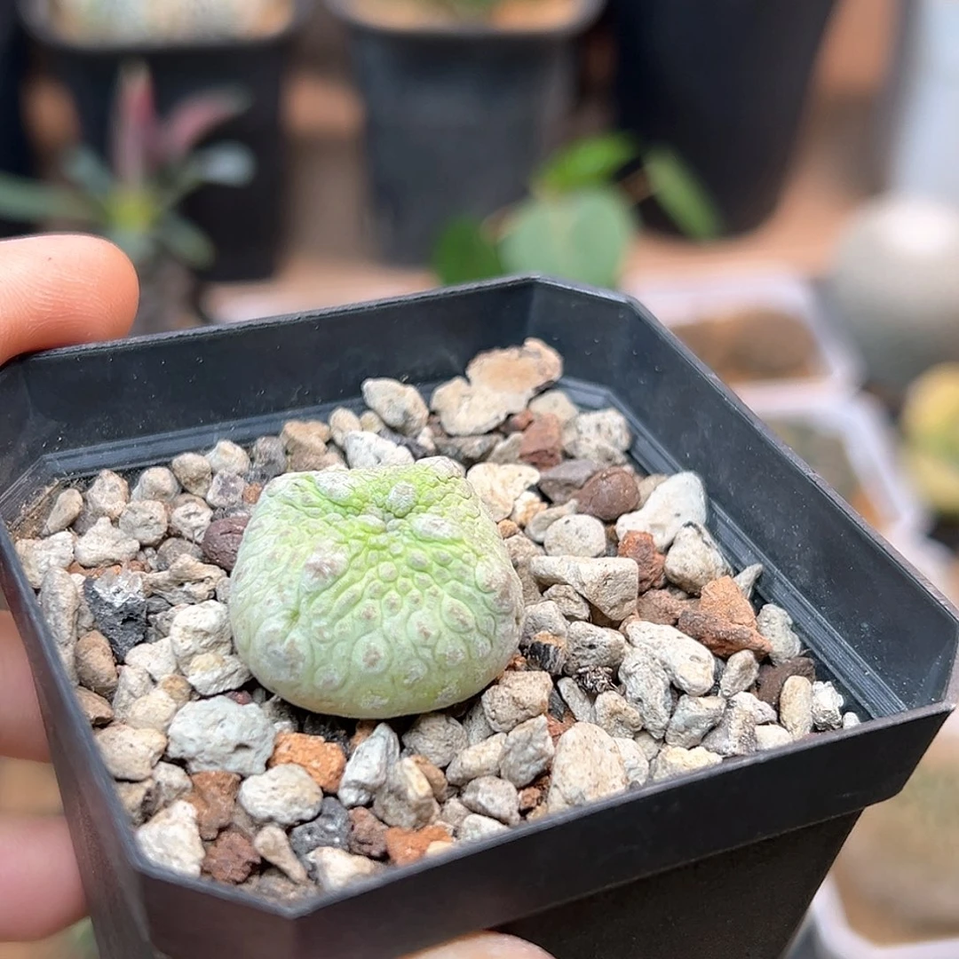 无花朵四方凝蹄玉