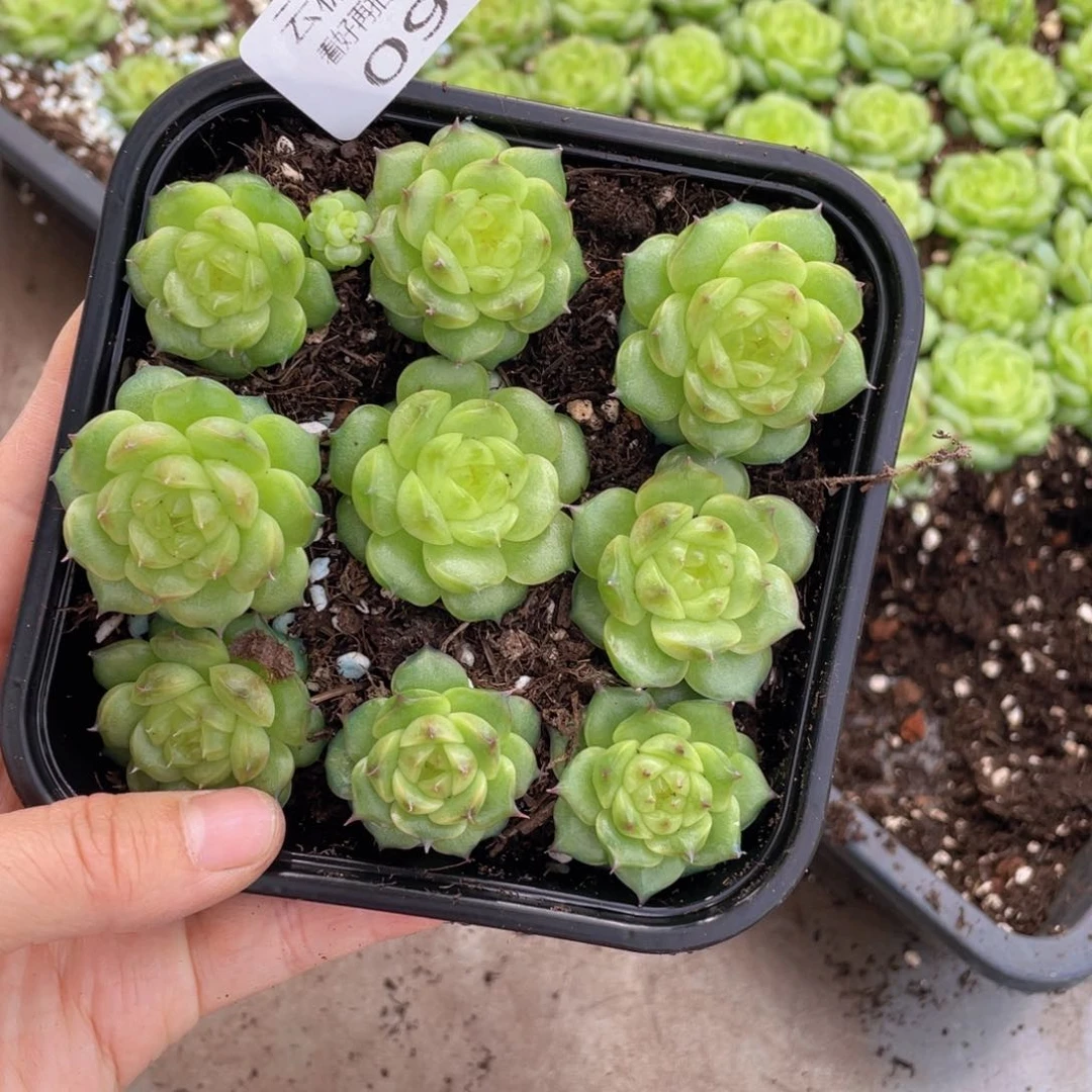 云糖心多肉植物090