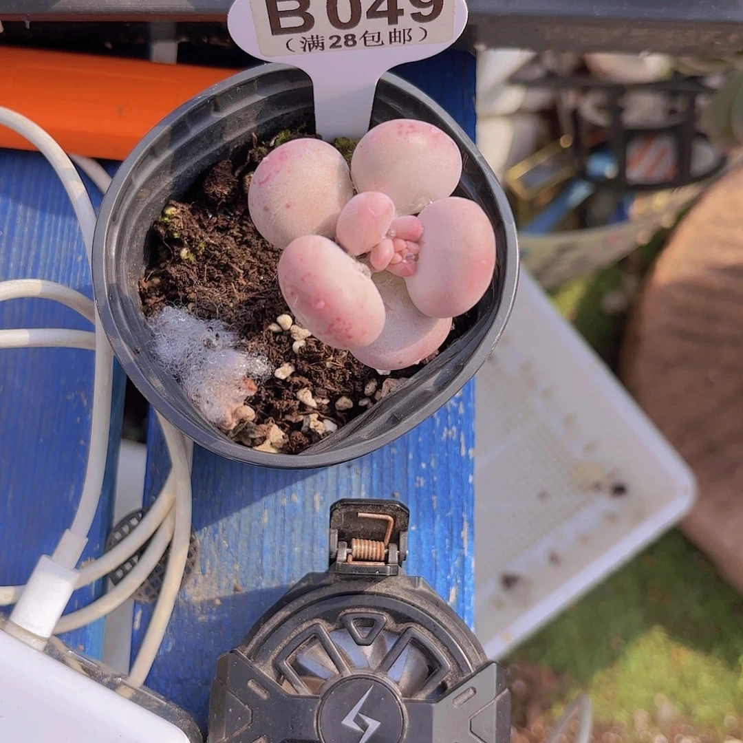 B049小屁桃一物一拍