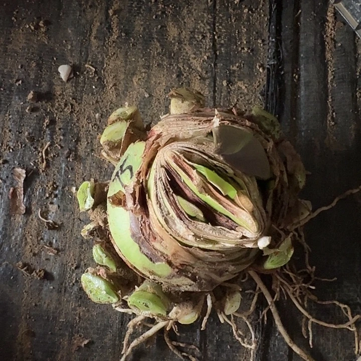 2023杂交盲盒75号有花剑 坨坨残球不知花色 开花无售后