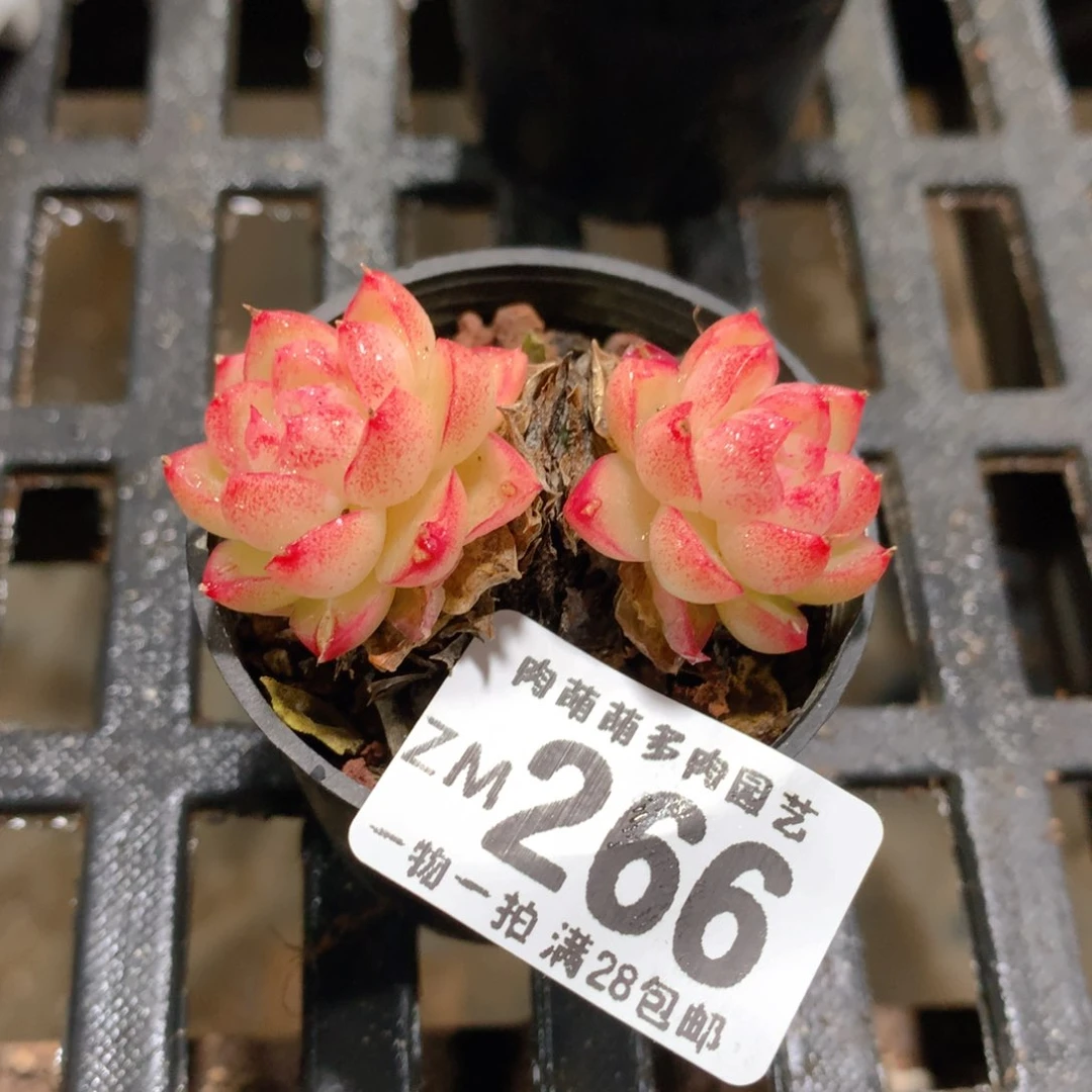 肉萌萌拇指盆精控多肉ZM266