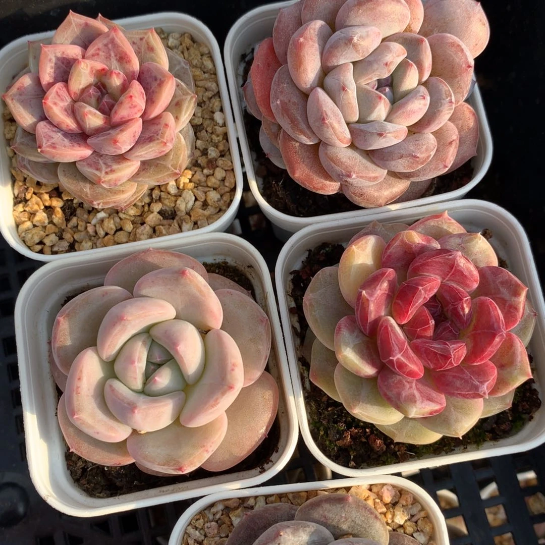 0222-23 糖心优选5颗
