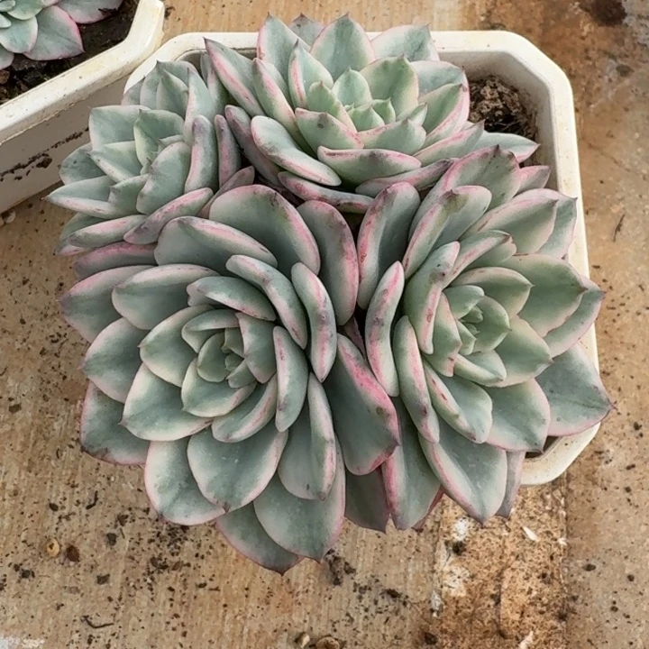 奶油黄桃一物一拍