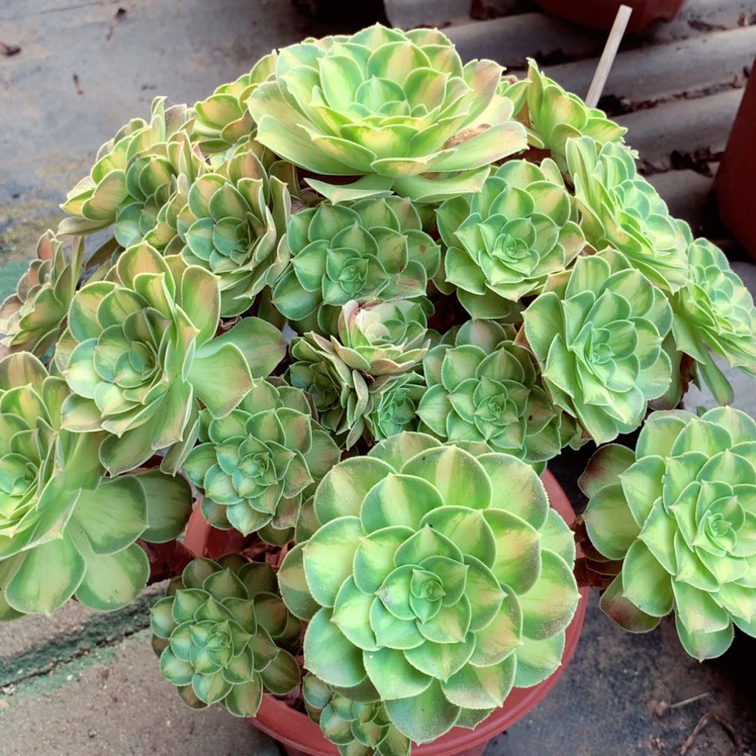 韶华捧花，多肉植物