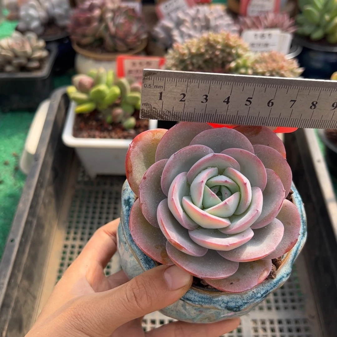表妹精品多肉植物342.