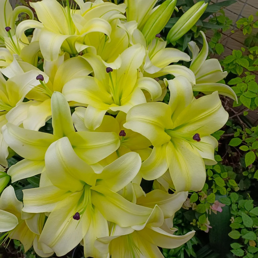 z四季可种1颗【黄天霸】18/20庭院阳台百合花球