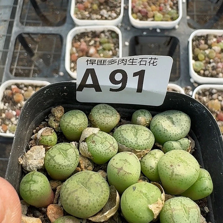 91多肉植物多肉植物