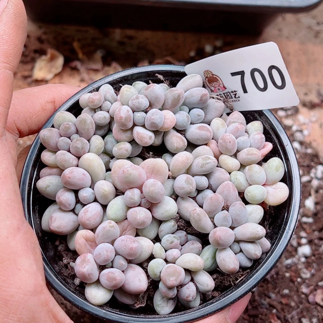 多肉植物多肉植物