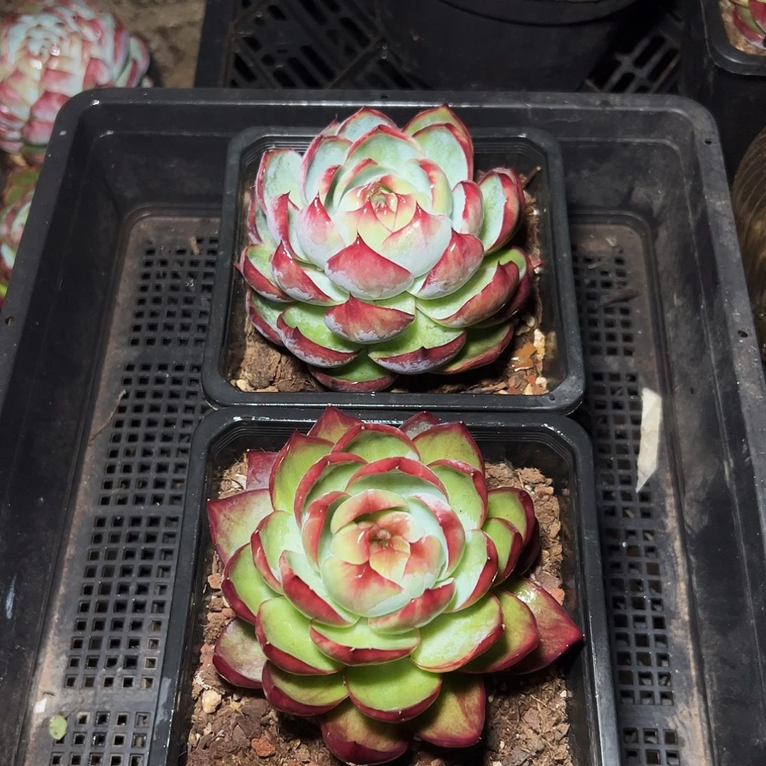 惊鸿仙子两颗2086号