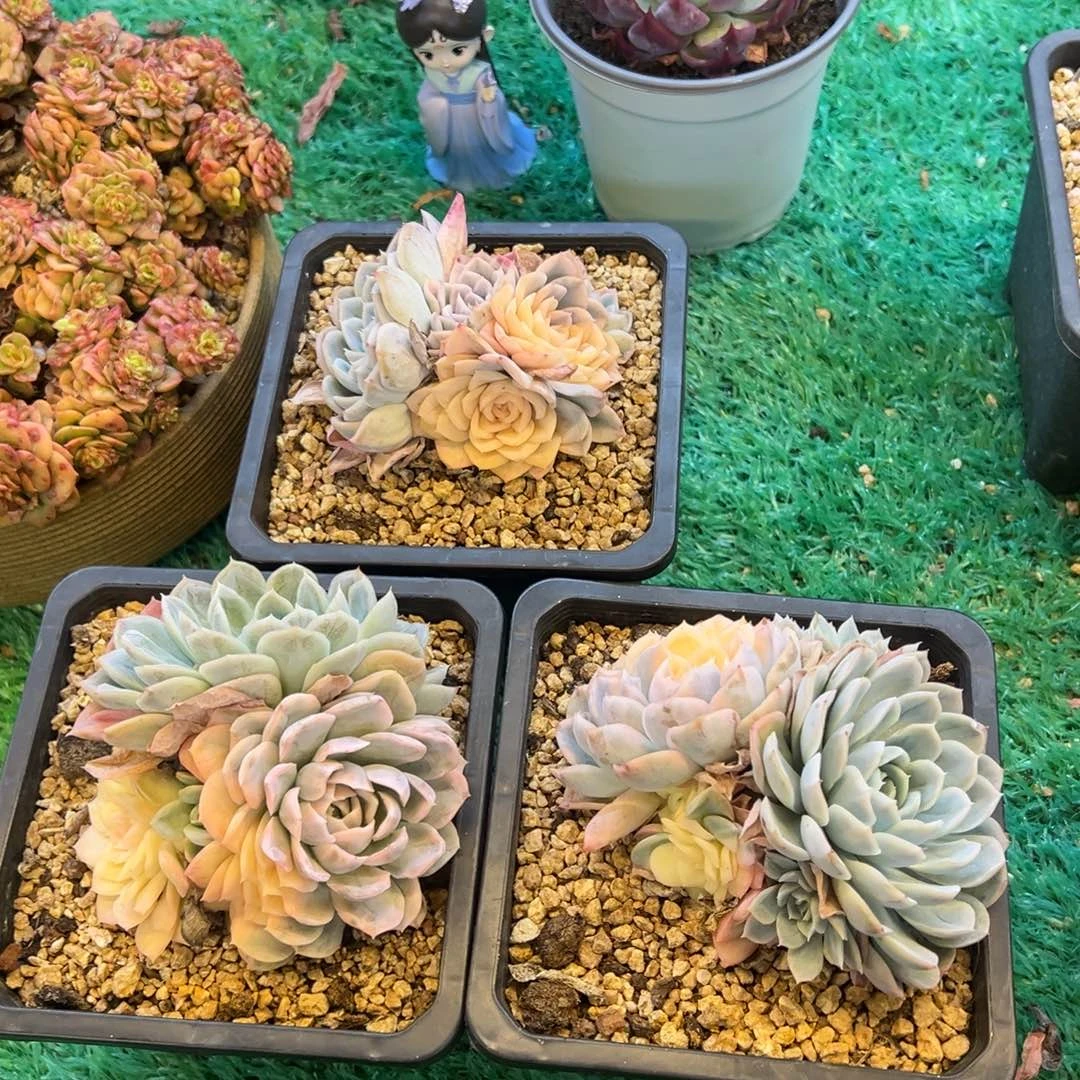 雪球锦38随便挑一颗
