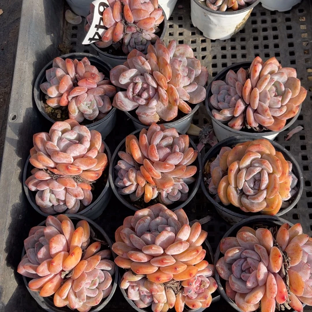 644号11458858899999