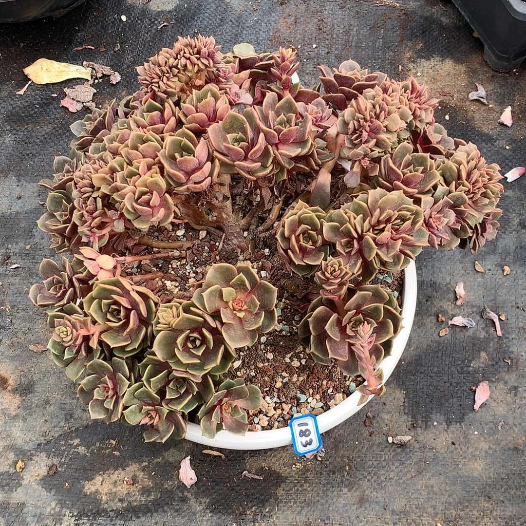 一物一拍多肉 183大红袍