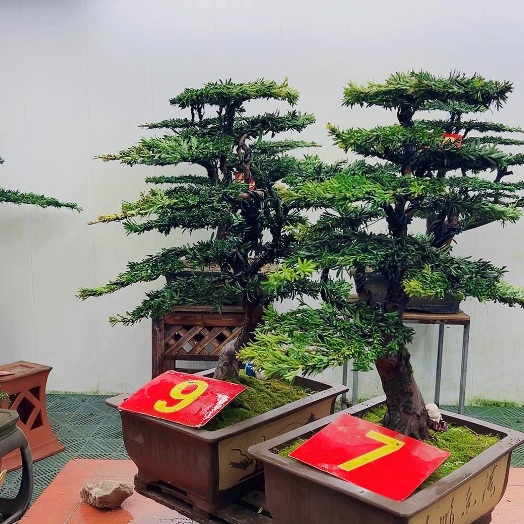 不开花植物罗汉松