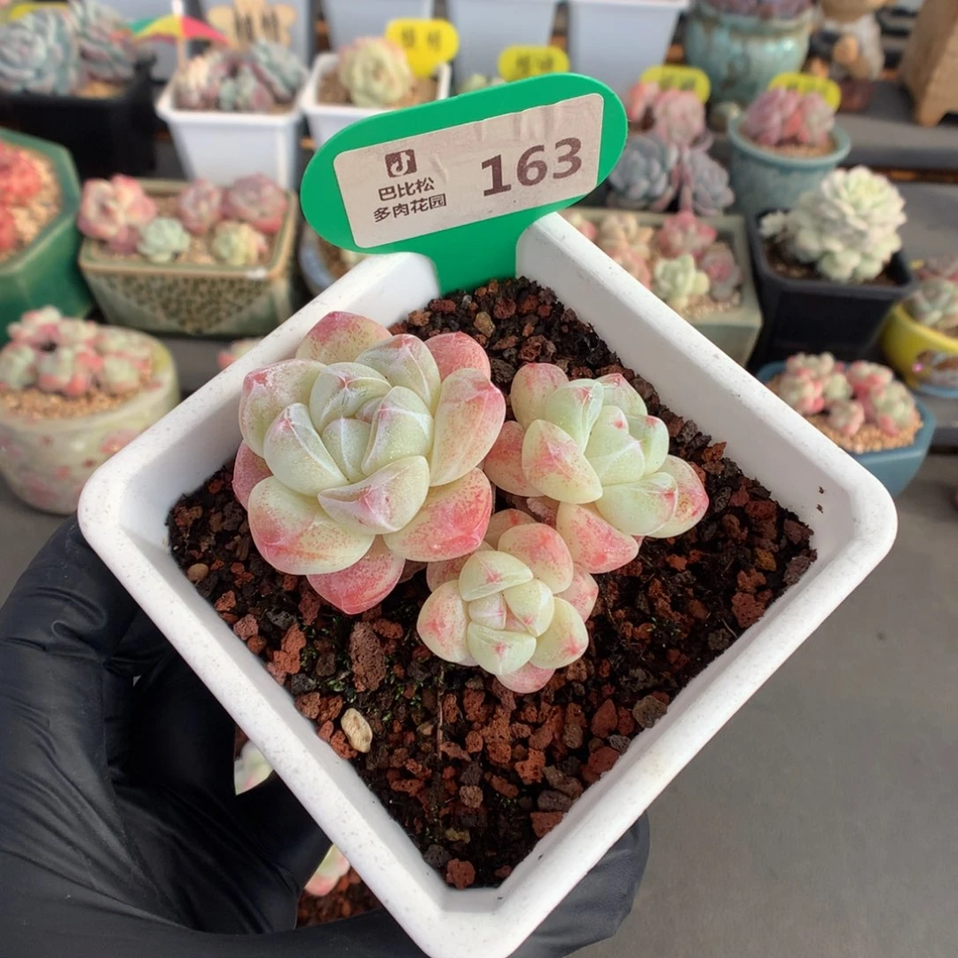 163 三头奶油冰玉多肉