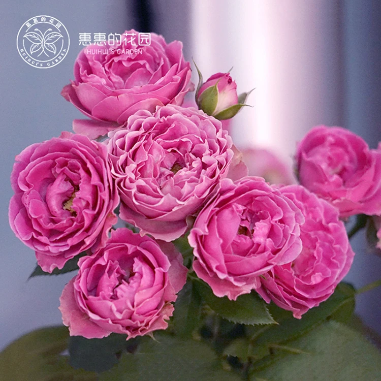 惠惠的花园直立月季 细波 果香味花型独特阳台庭院多季开盆栽花苗