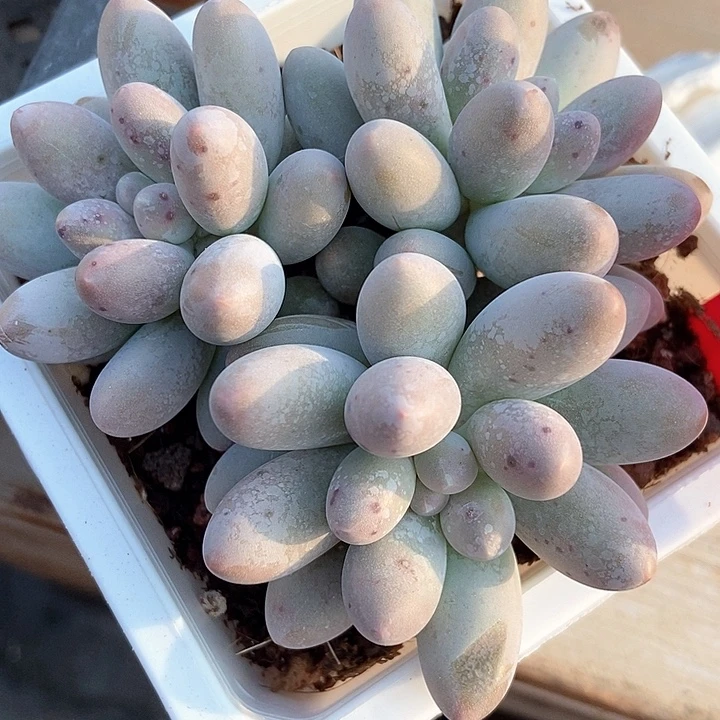 多肉植物汤圆650多肉