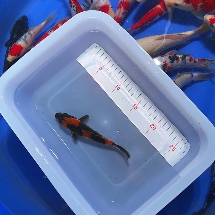 海水鱼锦鲤的尾巴和尾巴