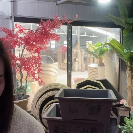复合黄*哥盆景886688896556