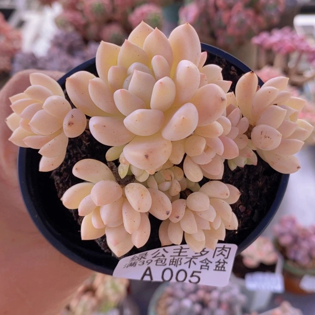 小桃红8cm005多肉植物