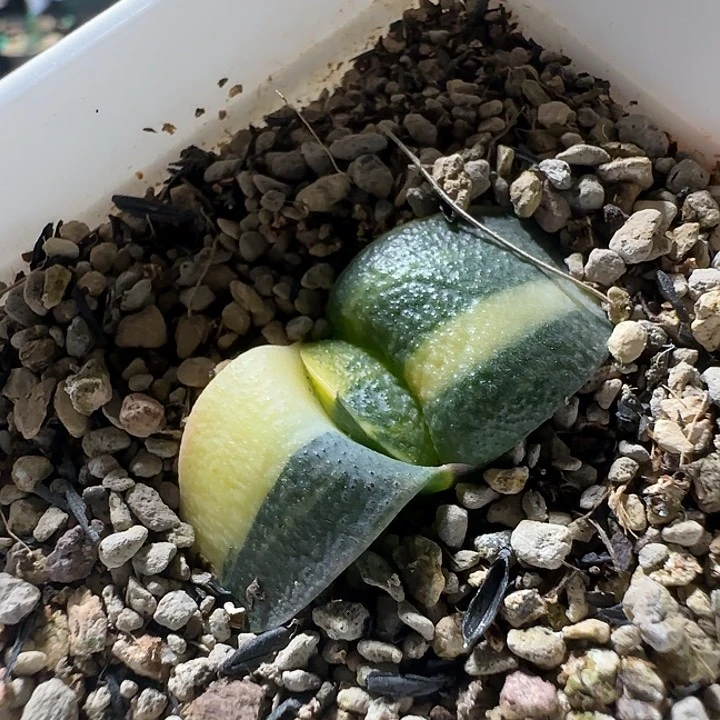 母本叶宽5厘米特军配锦实生苗