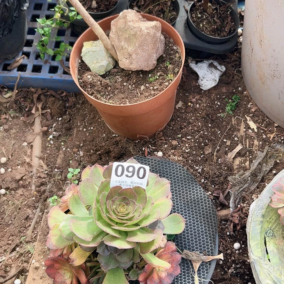 新品种090多肉植物