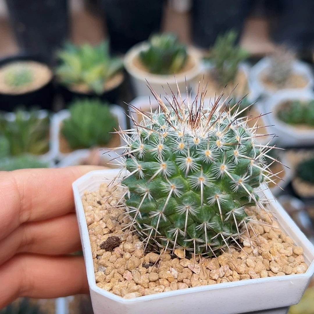 白王丸实生球4cm+