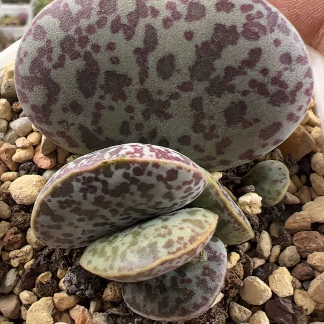 4.9厘米母叶花蛋多肉植物水泡