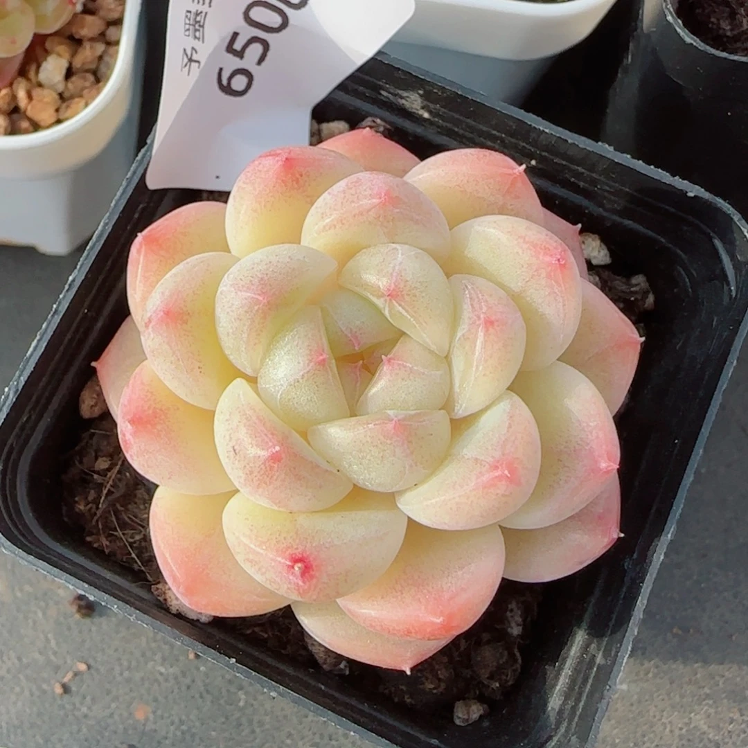 倾城珍妮，6506多肉植物