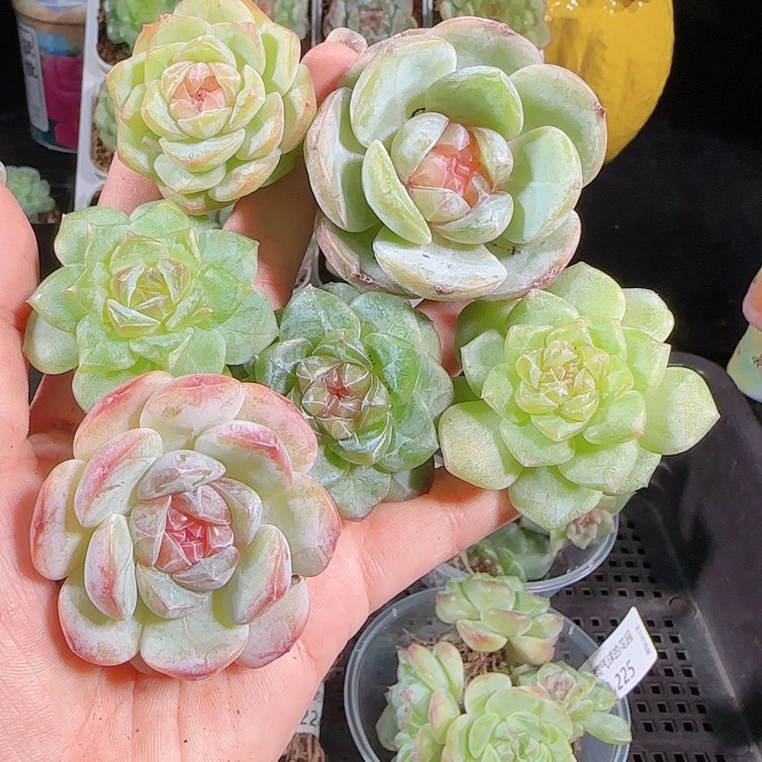 0927--226一物一拍