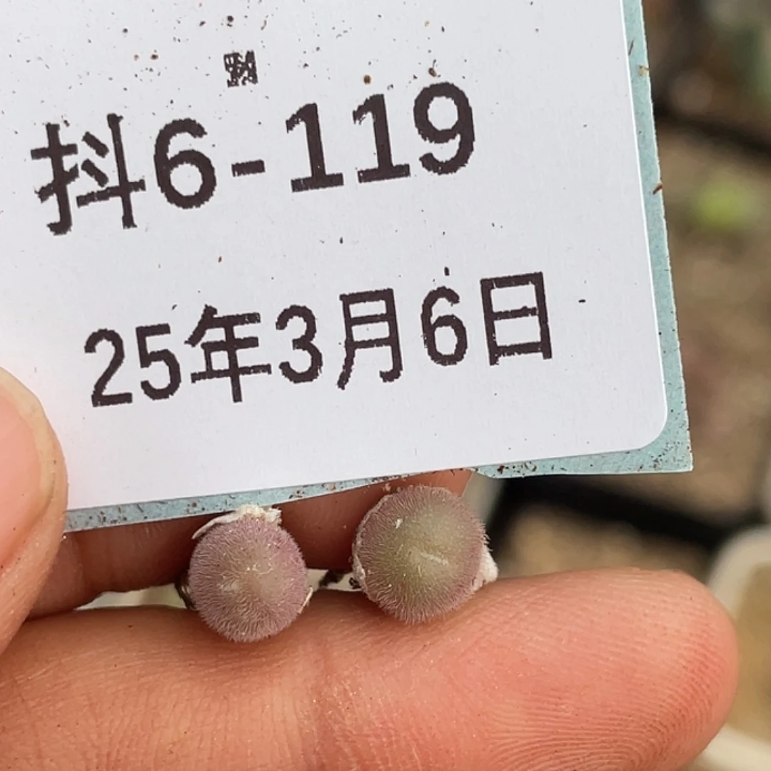 6-119毛球多肉植物
