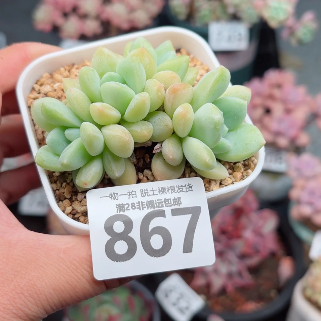 阮玲玉整群无盆土发货