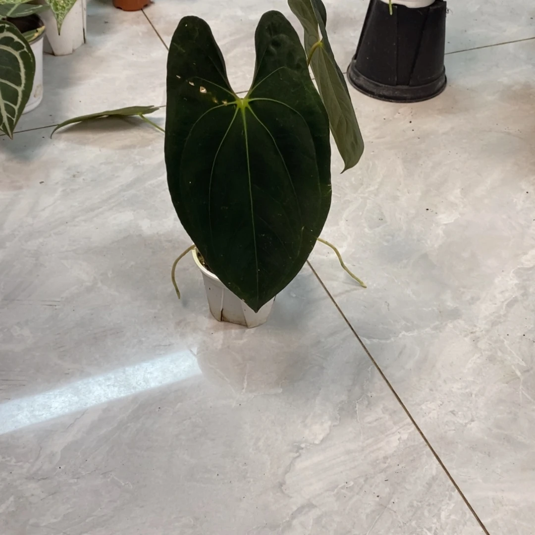 不开花植物0501 加通湖有叶损优惠