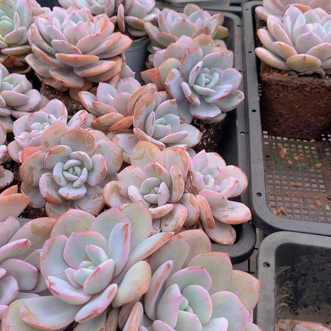 双头韩奶茶白方盆3567899990