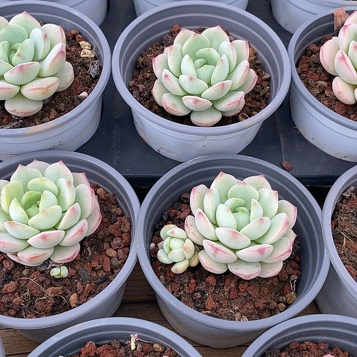 团。小香草单头。福利多多