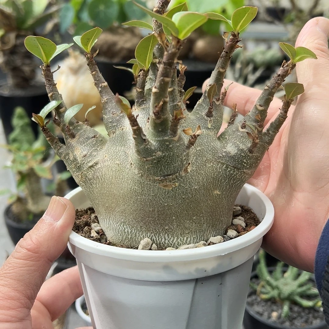泰系哥斯拉沙玫668888