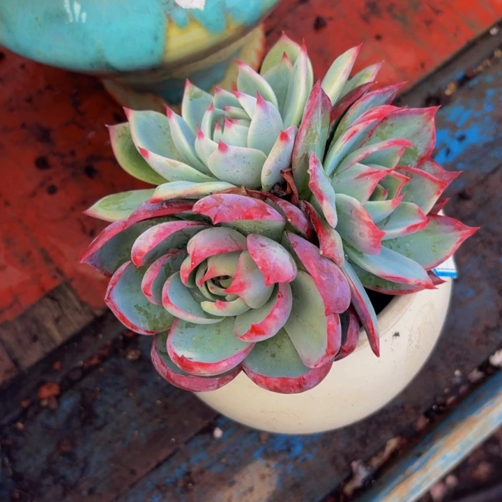 微***琳老桩精品肉肉金活