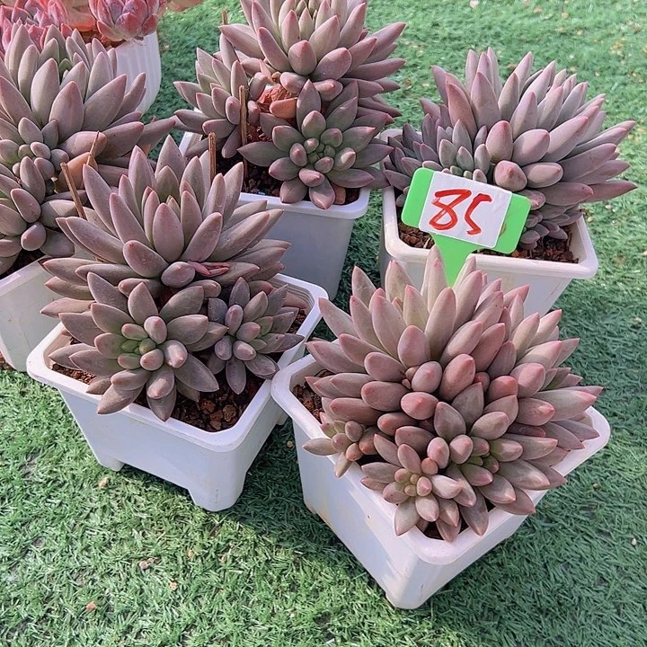 85水晶球带盆一个多肉