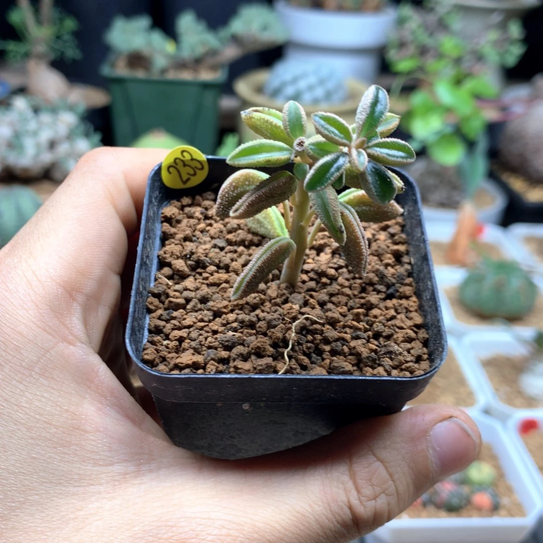 蛤蟆椒草多肉带盆233