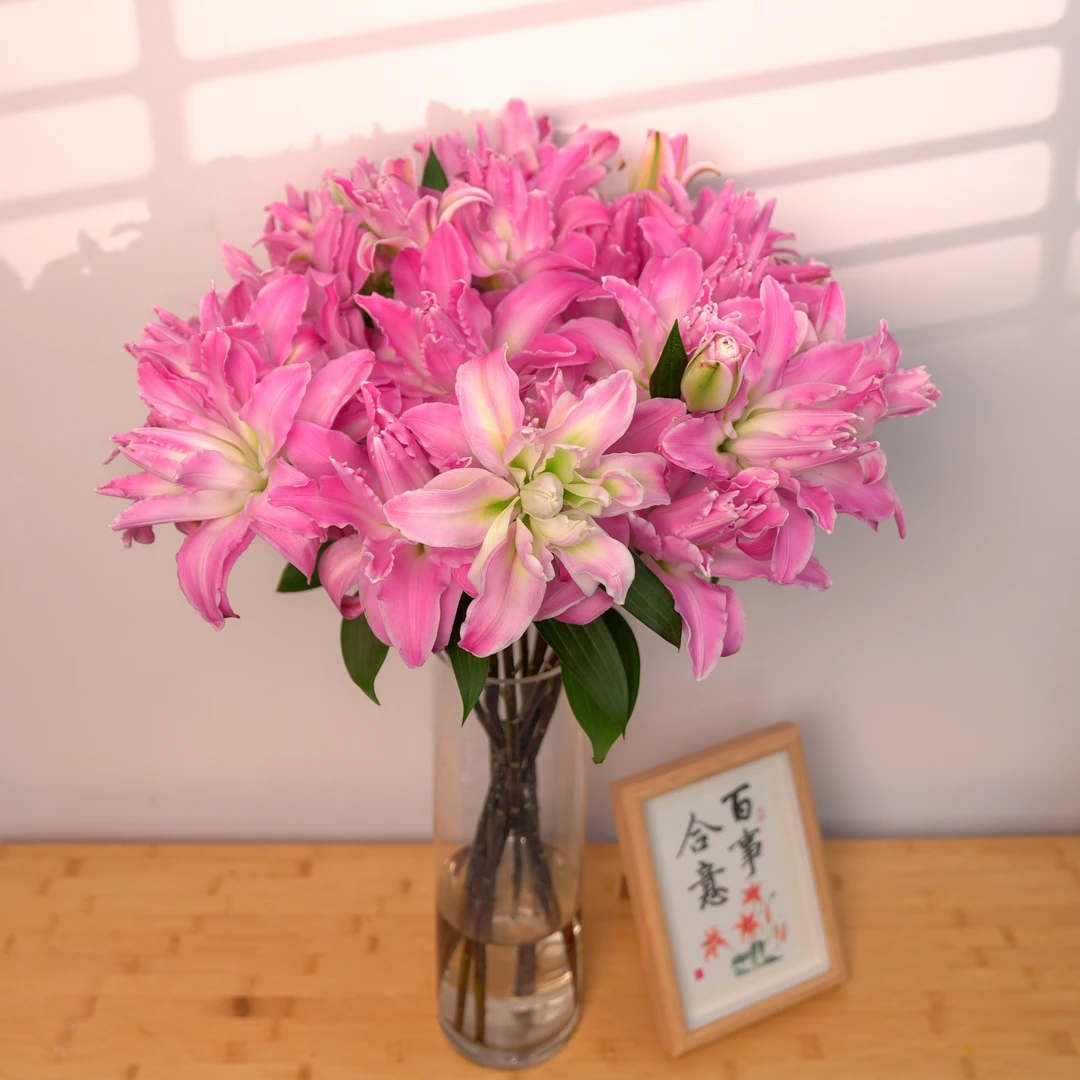 云南木木花卉 和谐稀有重瓣百合鲜切花 室内家庭水养插花年宵花