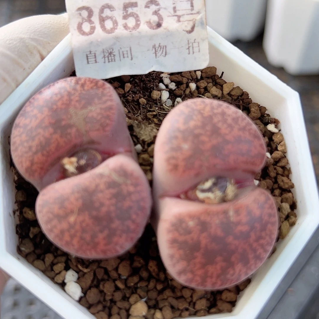 8653 好养易活生石花大母本微瑕如图特价出