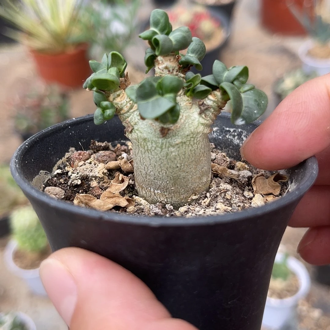 实生卡汗羊角沙漠玫瑰