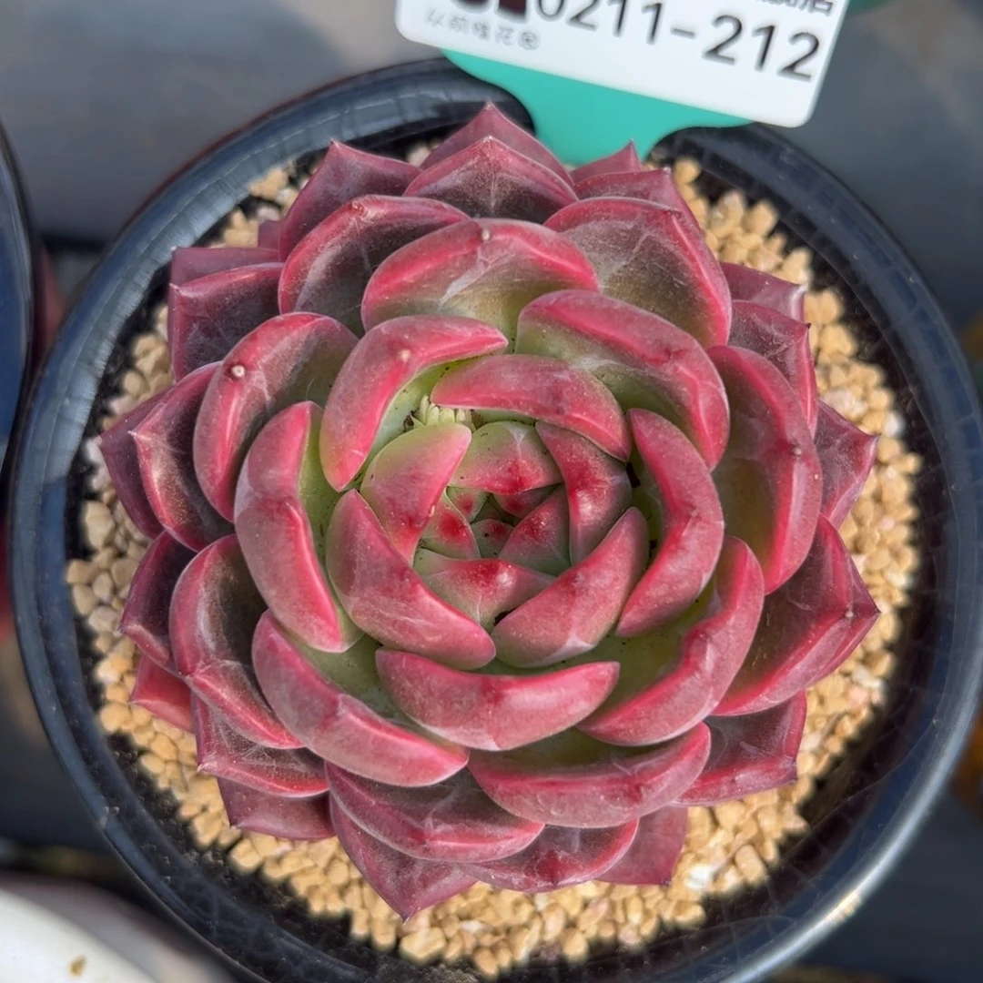 多肉一物一拍0211-212