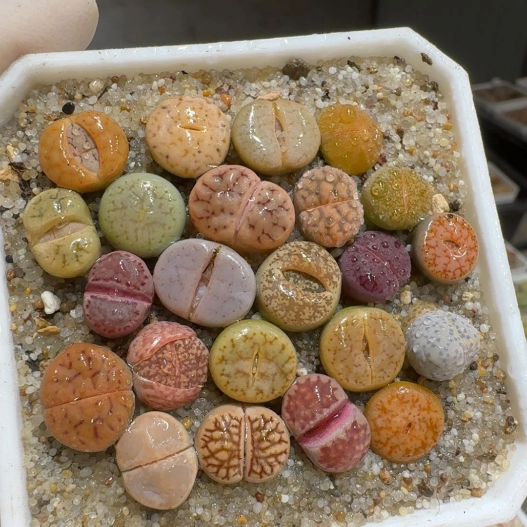 0205-35生石花彩套